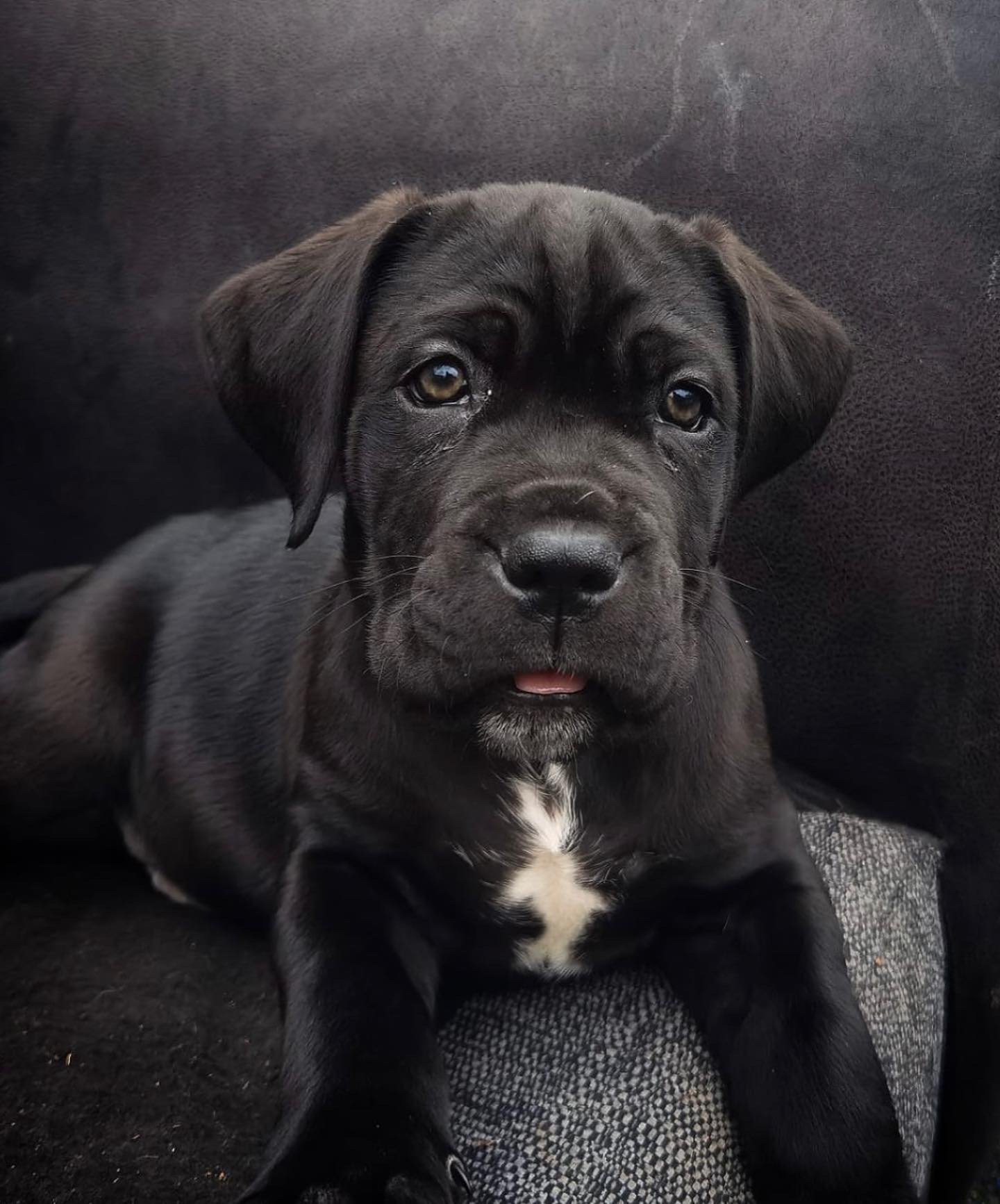 Puppy
